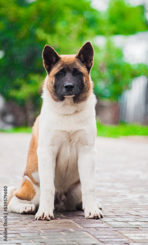 puppies of american akita in grass