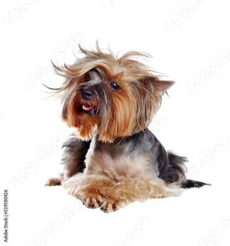 Laying in a white studio Yorkshire Terrier with a wavy hairstyle ©  Tatyana Kalmatsuy