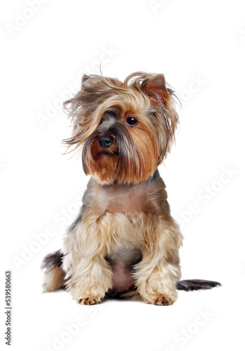 Yorkshire Terrier with wavy hairstyle isolated over white background ©  Tatyana Kalmatsuy