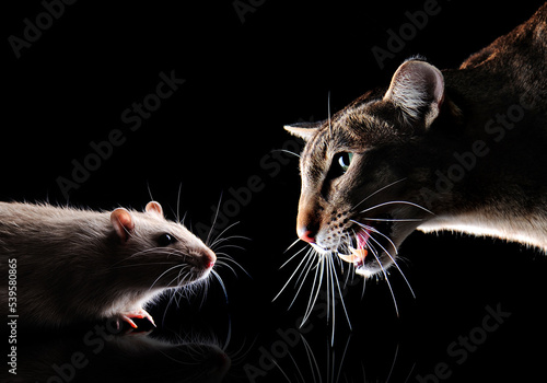 Closeup picture of a cat hunting the rat in the night