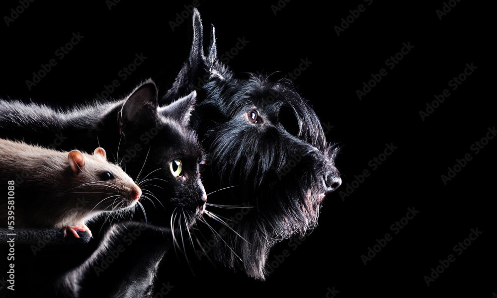 Wide picture with a rat, cat and a dog heads against black background