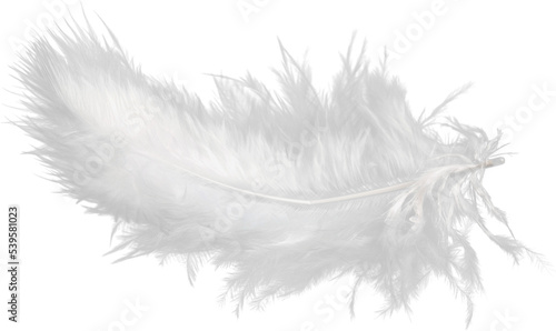 Tableau sur toile White Feather Isolated