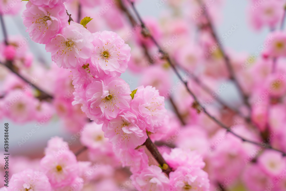 Flowers on a branch of sakura tree with selective focus on a blurred background. Defocused backdrop copy space Flowers on a branch of sakura tree with selective focus on a blurred background. Defocused backdrop copy space