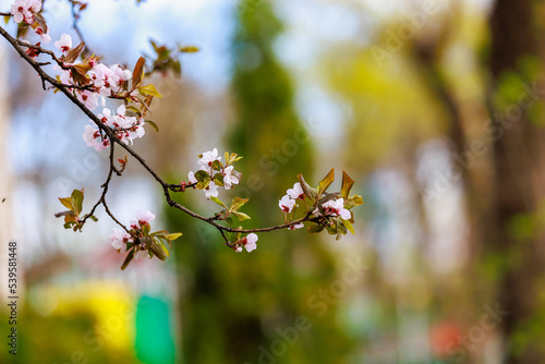 Blooming fruit trees in spring. Flowers on branches. Selective focus with blurred background and copy space for text
