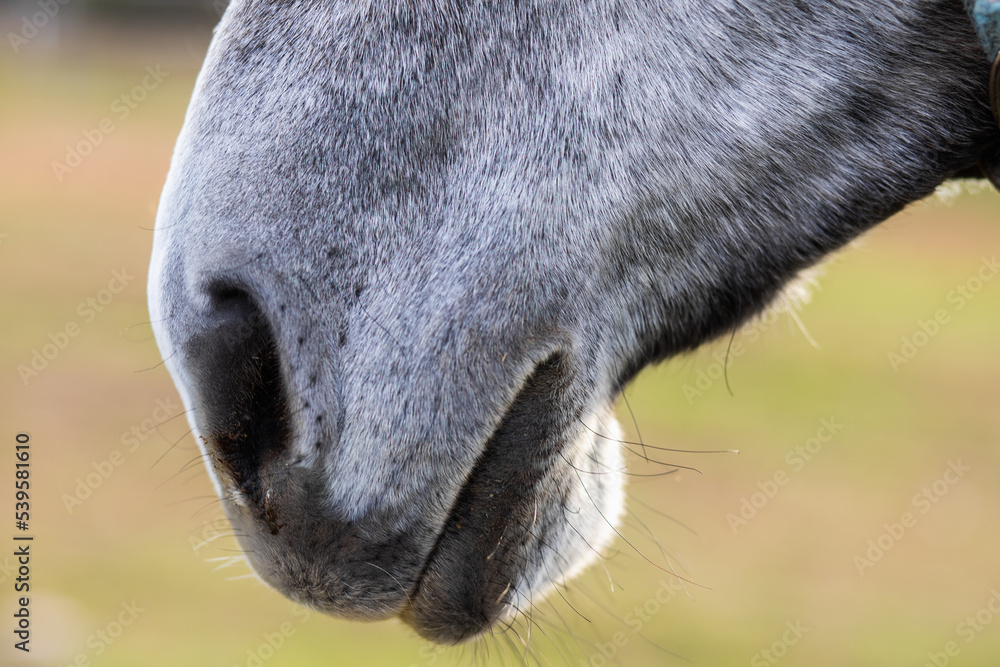 Gray horse nose close-up on a blurred green background Gray horse nose close-up on a blurred green background