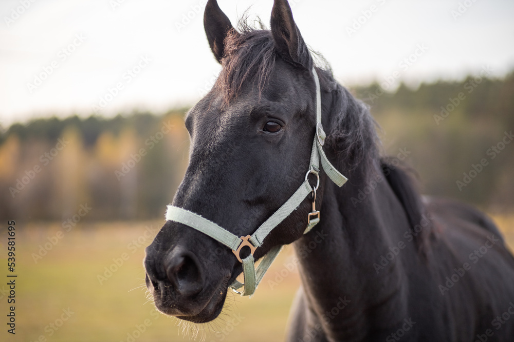 Obraz premium Portrait of a black horse head on a green forest background