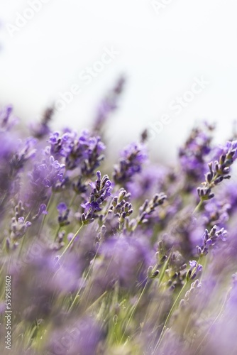 Beautiful fresh lavender flowers on a green field