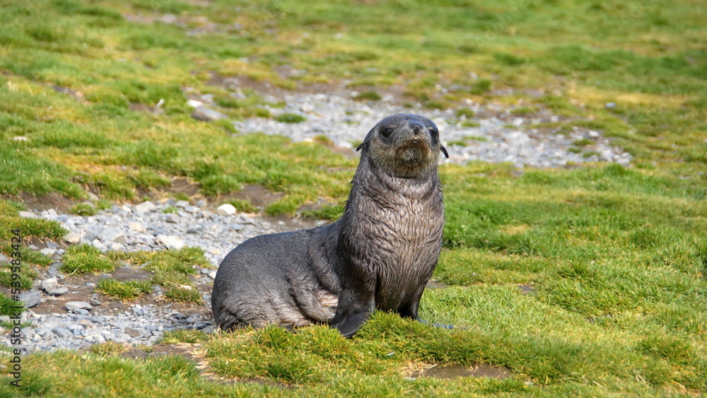 Obraz premium Antarctic fur seal (Arctocephalus gazella) in the grass at Stromness, South Georgia Island