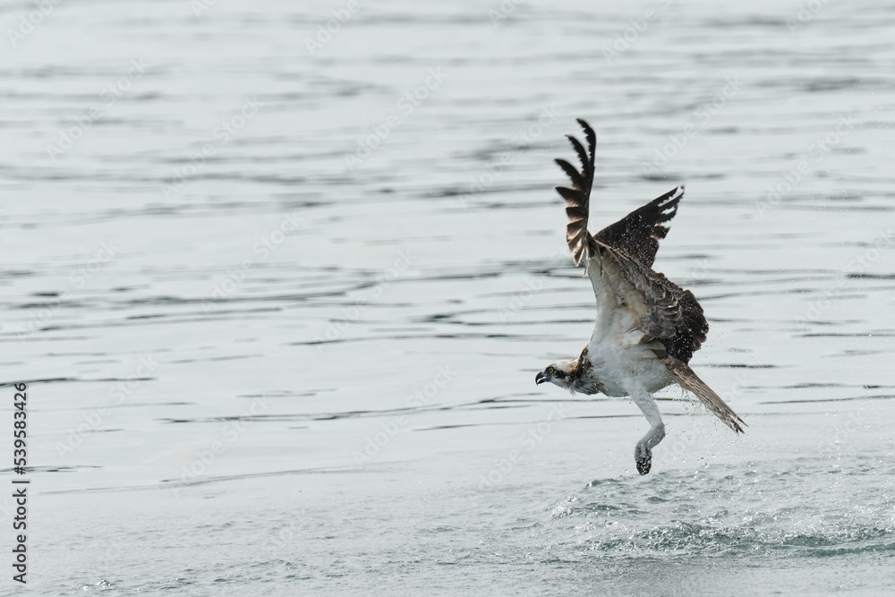 osprey is hunting a fish osprey is hunting a fish