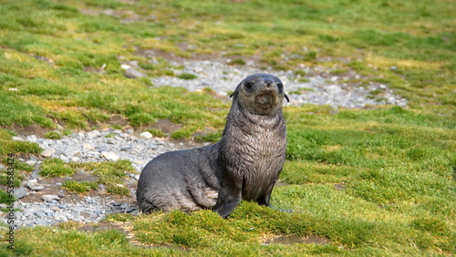 Antarctic fur seal (Arctocephalus gazella) in the grass at Stromness, South Georgia Island