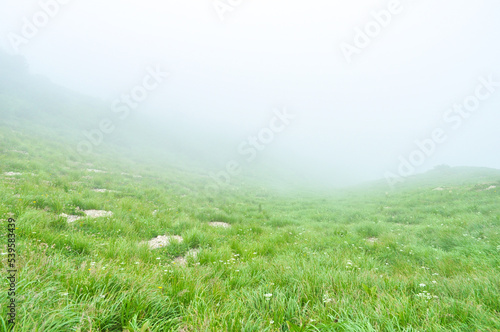 霧と高山植物（長野県）