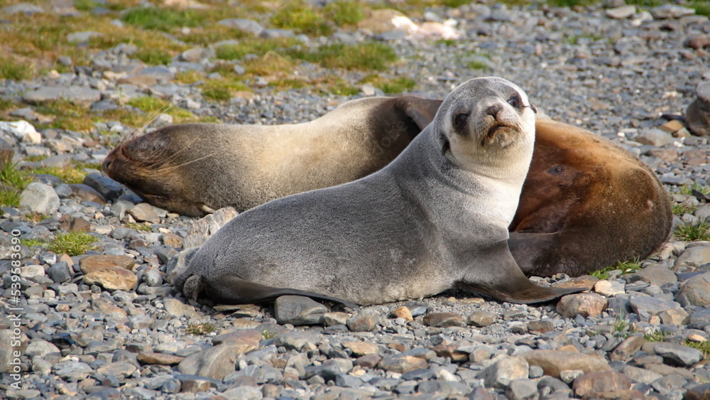 Fototapeta premium Antarctic fur seals (Arctocephalus gazella) at Stromness, South Georgia Island
