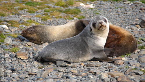 Antarctic fur seals (Arctocephalus gazella) at Stromness, South Georgia Island