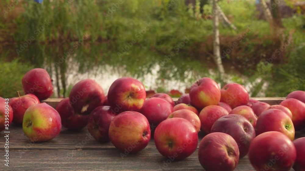 Lots of the ripe delicious red apples falling down outdoors