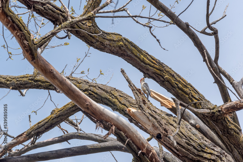 A Red-bellied Woodpecker Perched In A Tree In Spring A Red-bellied Woodpecker Perched In A Tree In Spring