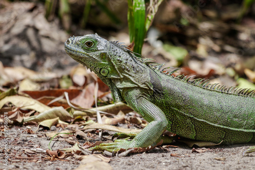 Green Iguana in Belize