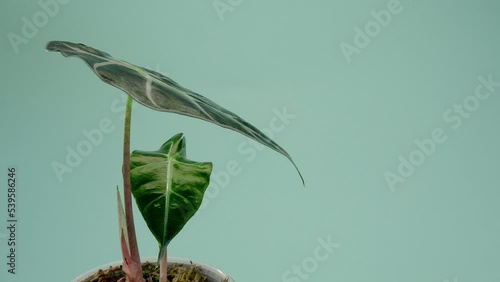 Incredible Alocasia Polly, Alocasia bambini, a flower in a gray pot spinning on a blue endless background. Blue cyclorama. Copy space.