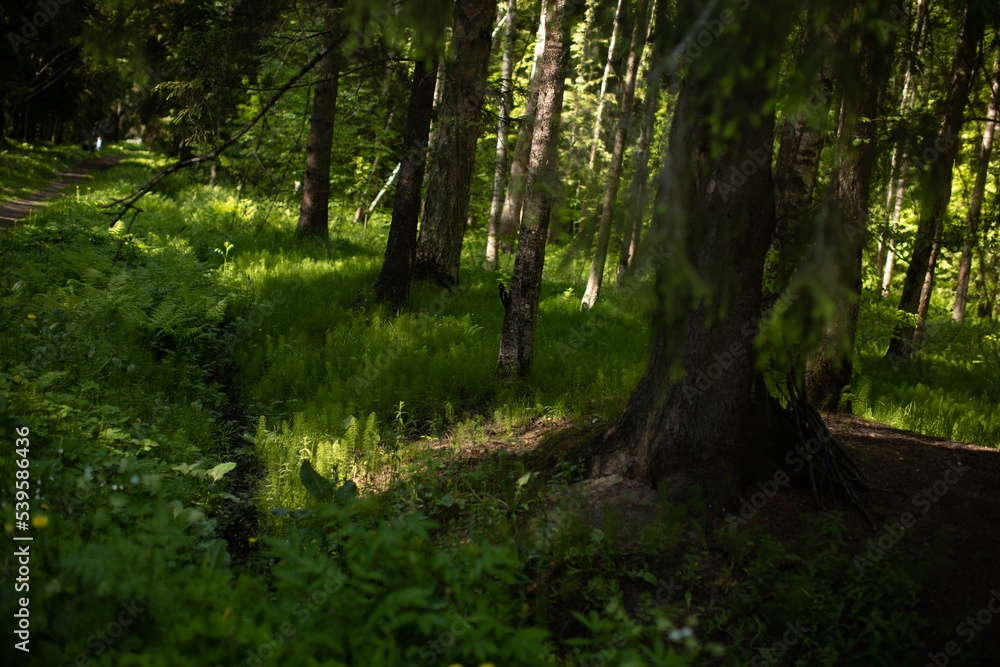 Light shining down in nature