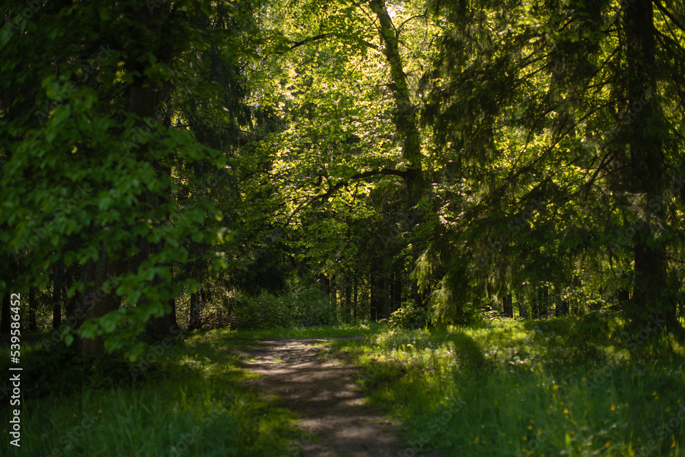 Light shining down in nature Light shining down in nature