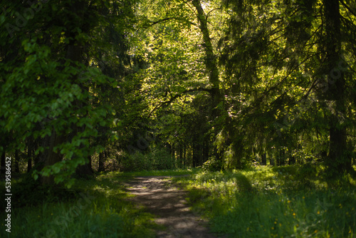 Light shining down in nature