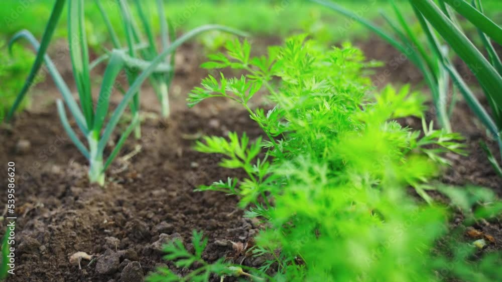 The camera moves forward in the beds between green onion feathers over carrots. Close-up The camera moves forward in the beds between green onion feathers over carrots. Close-up