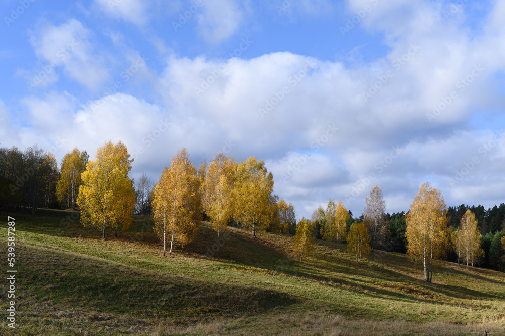 Bright yellow birch trees in autumn. Rural landscape with trees