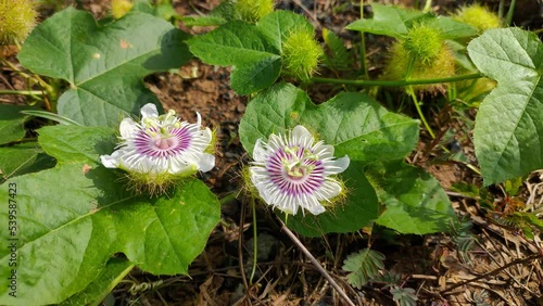 Rambusa flower (Passiflora foetida) in the Tropical Nature of Borneo photo