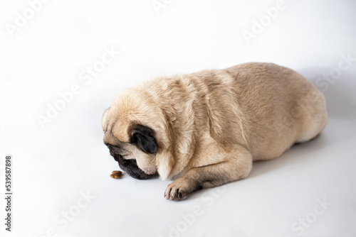 portrait of a pug dog isolated