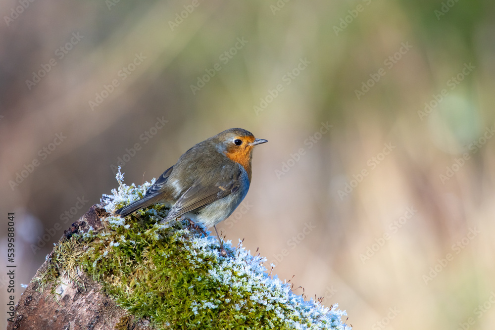 Robin perching on a frosty log. Robin perching on a frosty log.