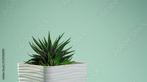 Incredible Haworthia fasciata, succulent in a white square pot spinning on a blue borderless background. Blue cyclorama. Copy space. photo