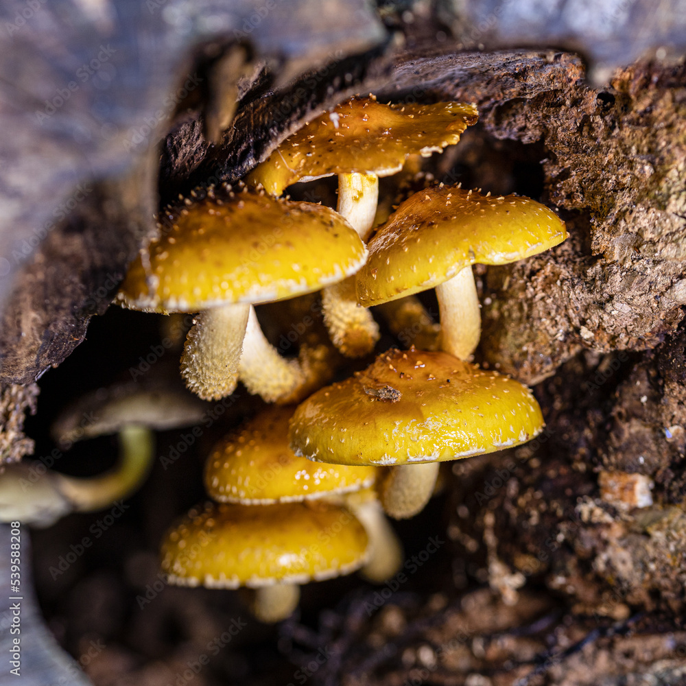 Honey fungi mushrooms in a decaying tree Honey fungi mushrooms in a decaying tree