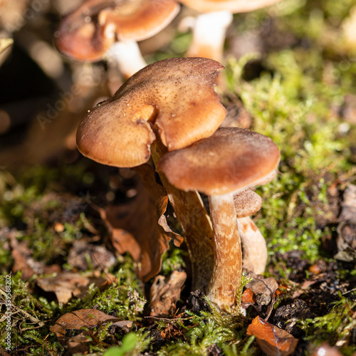 mushrooms in the forest, autumn or fall