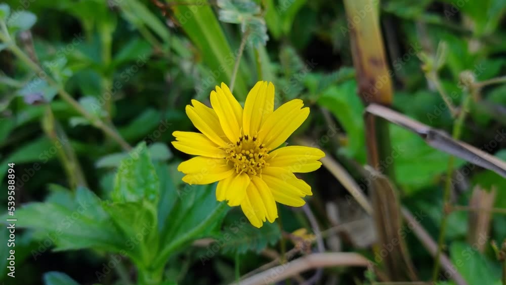 Wedelia flower (Sphagneticola trilobata) grows wild and fertile in the Borneo tropical climate Wedelia flower (Sphagneticola trilobata) grows wild and fertile in the Borneo tropical climate