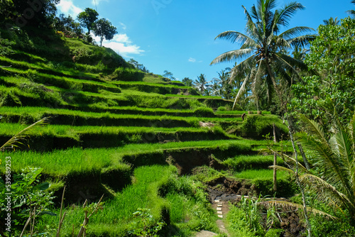 Rice terraces, rice sprouts. Palm trees, jungle. Blossoming life. Bali.