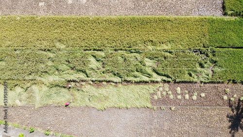 The top view of the harvested rice fields and the collapsed rice due to the rain. drone view