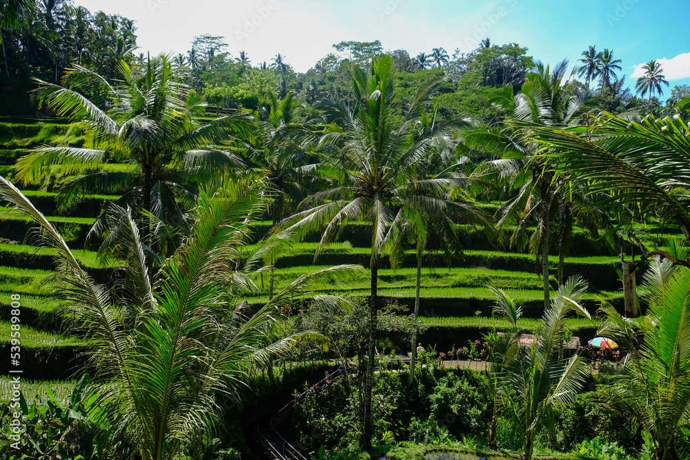 Obraz premium Rice terraces, rice sprouts. Palm trees, jungle. Blossoming life. Bali.