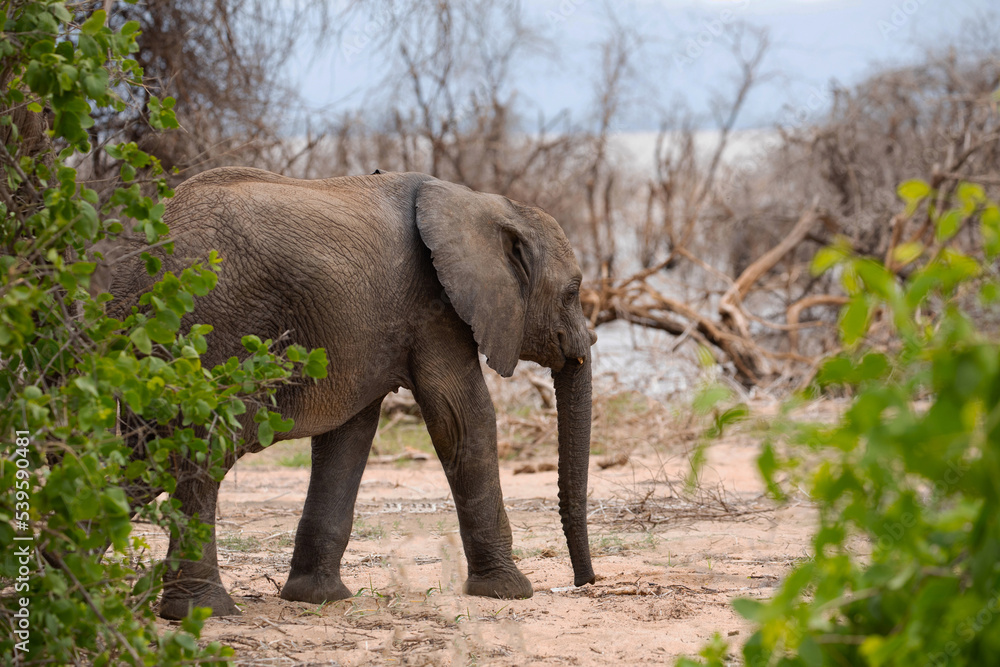 Obraz premium baby elephant on the loose in the forest among thickets of dry trees in the national park of Tanzania. Blue sky, lake, bushes
