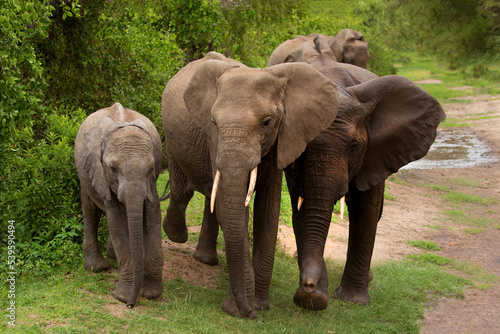 a small herd of elephants with a small baby elephant very close in detail in a national reserve in Tanzania