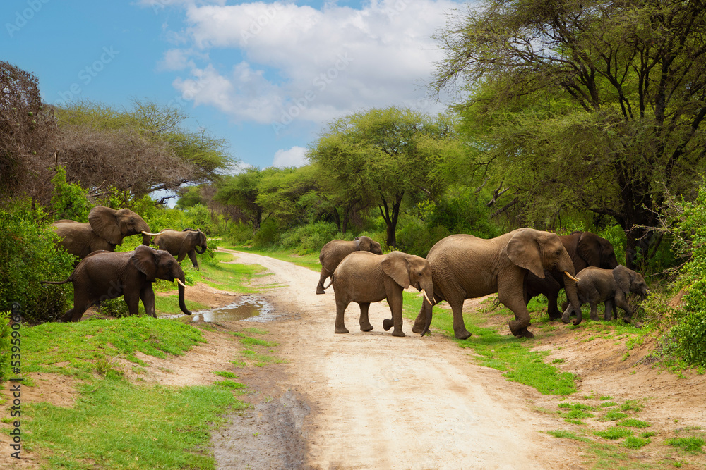a small herd of elephants with small babys of elephant very close in detail in a national reserve in Tanzania crossing the road a small herd of elephants with small babys of elephant very close in detail in a national reserve in Tanzania crossing the road