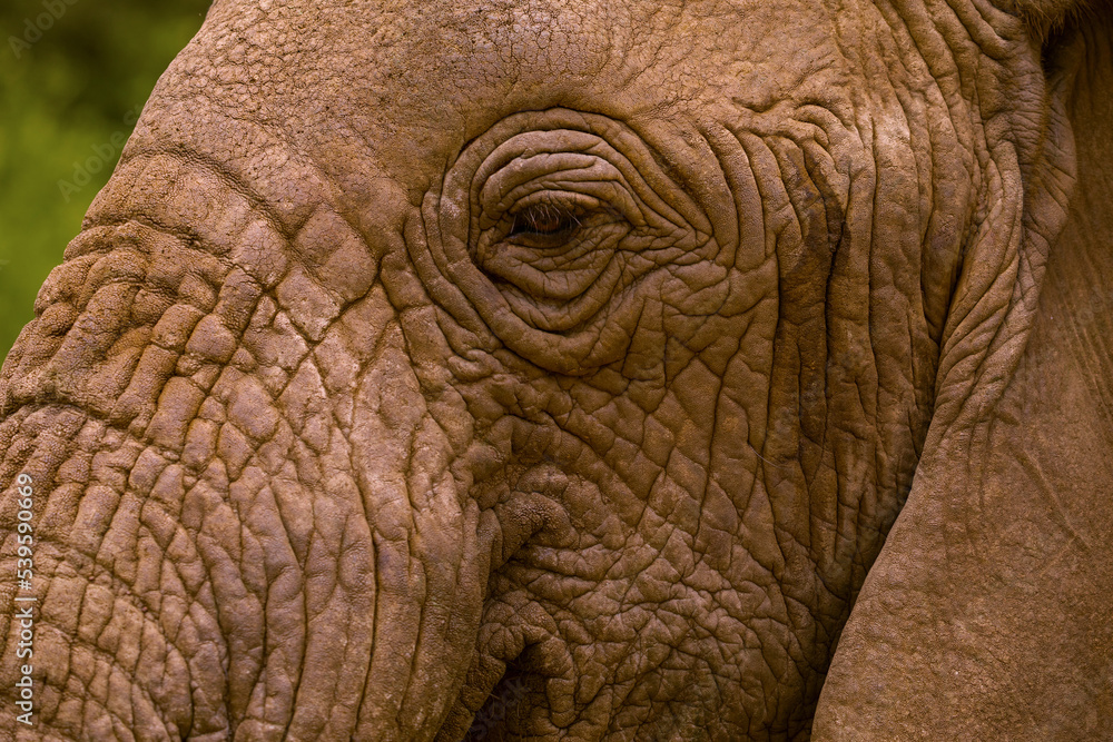 large detailed portrait of a wild elephant living in freedom. The eye and eyelashes are clearly visible close up elephants skin texture large detailed portrait of a wild elephant living in freedom. The eye and eyelashes are clearly visible close up elephants skin texture