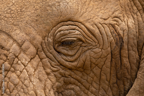 large detailed portrait of a wild elephant living in freedom. The eye and eyelashes are clearly visible close up elephants skin texture © Elena