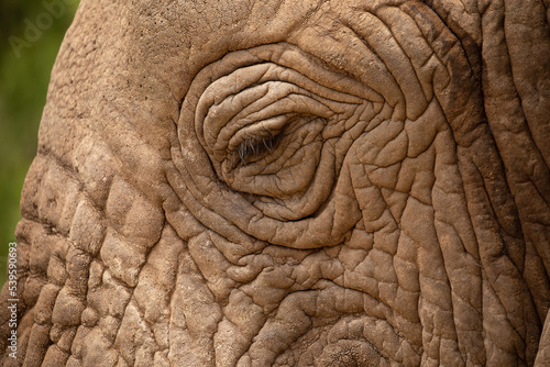 large detailed portrait of a wild elephant living in freedom. The eye and eyelashes are clearly visible close up elephants skin texture. © Elena