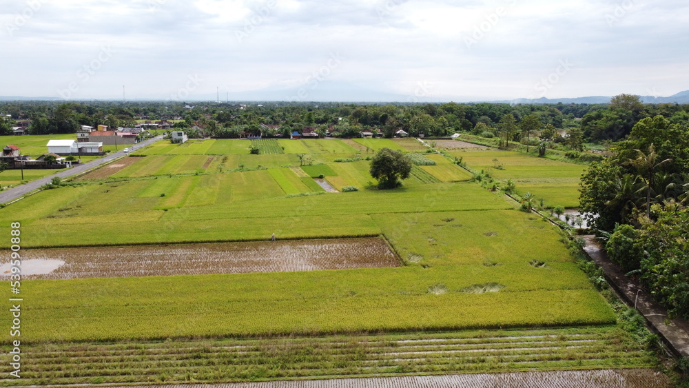 Naklejka premium tree in the middle of rice field aerial view