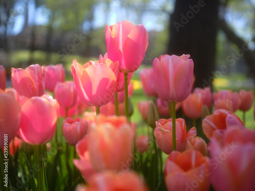 tulips in a park in tukey photo