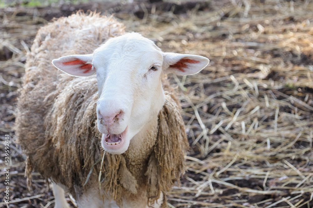sheep lamb in a farm in florida orlando 