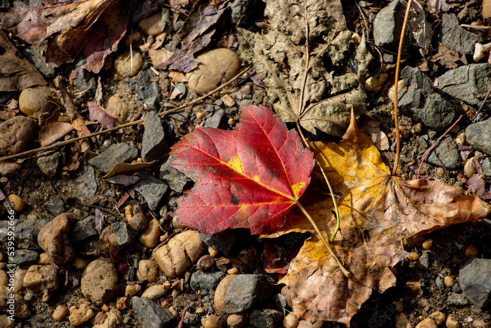 red maple leaf on the ground.