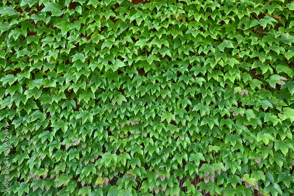 A view of an abandoned hut overgrown with ivy. A view of an abandoned hut overgrown with ivy.