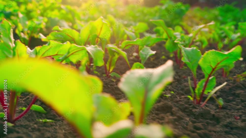 Young growing red beets in the early morning at sunrise close-up on a garden bed on a blurred background. Growing root crops on a home plantation. Smooth camera movement around home growing vegetables Young growing red beets in the early morning at sunrise close-up on a garden bed on a blurred background. Growing root crops on a home plantation. Smooth camera movement around home growing vegetables