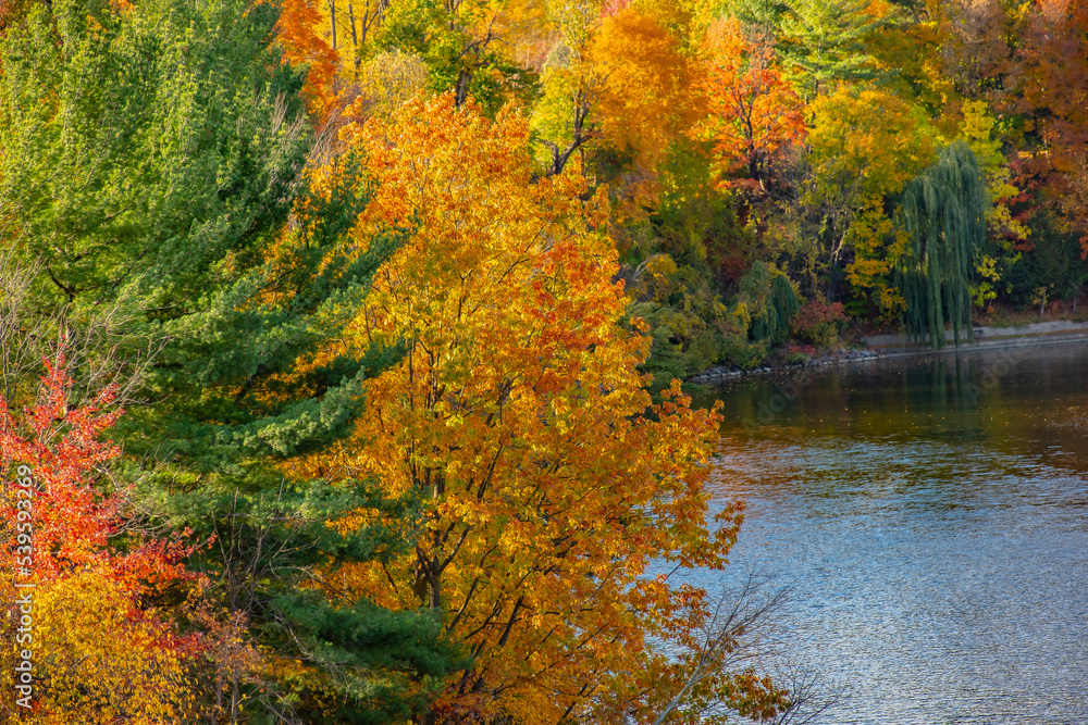 vibrant colors of October. wide panoramic view of a beautiful serenity yellow-orange autumn morning park with lush trees reflected in the river water. picturesque fall landscape