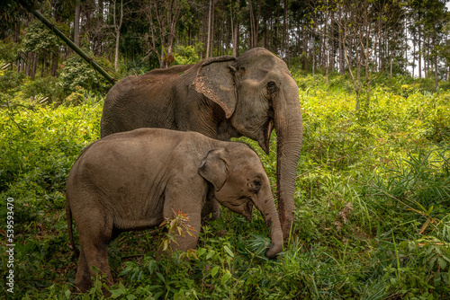 Photography Elephants of Chiang Mai